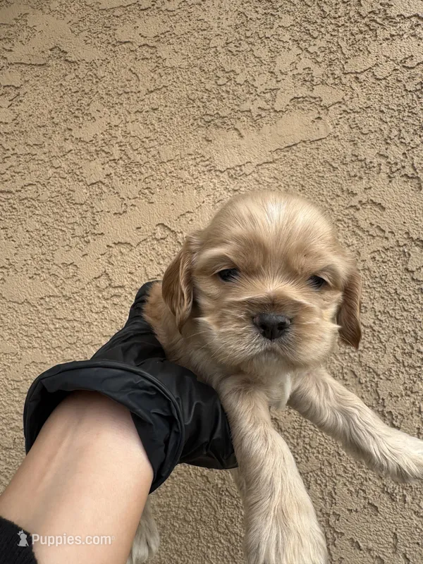 Biscuit  – Cocker Spaniel puppy for sale in Norwalk, CA
