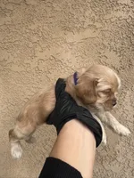 Biscuit , a female Cocker Spaniel for sale in Norwalk, CA – Photo 4 of 9