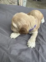Biscuit , a female Cocker Spaniel for sale in Norwalk, CA – Photo 6 of 9