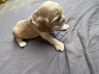 Biscuit , a female Cocker Spaniel for sale in Norwalk, CA – Photo 7 of 9