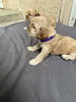 Biscuit , a female Cocker Spaniel for sale in Norwalk, CA – Photo 9 of 9