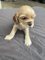 Biscuit , a female Cocker Spaniel for sale in Norwalk, CA – Photo 5 of 9