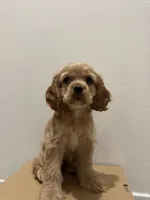 Lady , a female Cocker Spaniel for sale in Bellflower, CA – 7 of 7