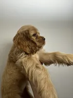 Lady , a female Cocker Spaniel for sale in Bellflower, CA – 2 of 7