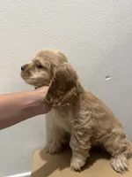 Biscuit , a female Cocker Spaniel for sale in Bellflower, CA – 4 of 8