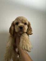 Lady , a female Cocker Spaniel for sale in Bellflower, CA – 3 of 7