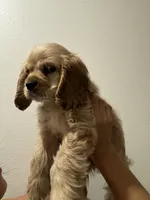 Biscuit , a female Cocker Spaniel for sale in Bellflower, CA – 2 of 8