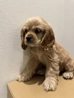 Biscuit , a female Cocker Spaniel for sale in Bellflower, CA – 6 of 8
