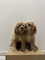 Biscuit , a female Cocker Spaniel for sale in Bellflower, CA – 8 of 8