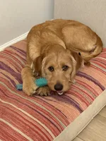 Minnie, a female Labradoodle for sale in Beaufort, SC – Photo 1 of 5