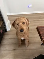 Minnie, a female Labradoodle for sale in Beaufort, SC – Photo 3 of 5