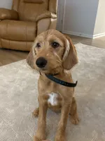 Minnie, a female Labradoodle for sale in Beaufort, SC – Photo 5 of 5