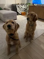 Minnie, a female Labradoodle for sale in Beaufort, SC – Photo 2 of 5