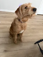 Minnie, a female Labradoodle for sale in Beaufort, SC – Photo 4 of 5