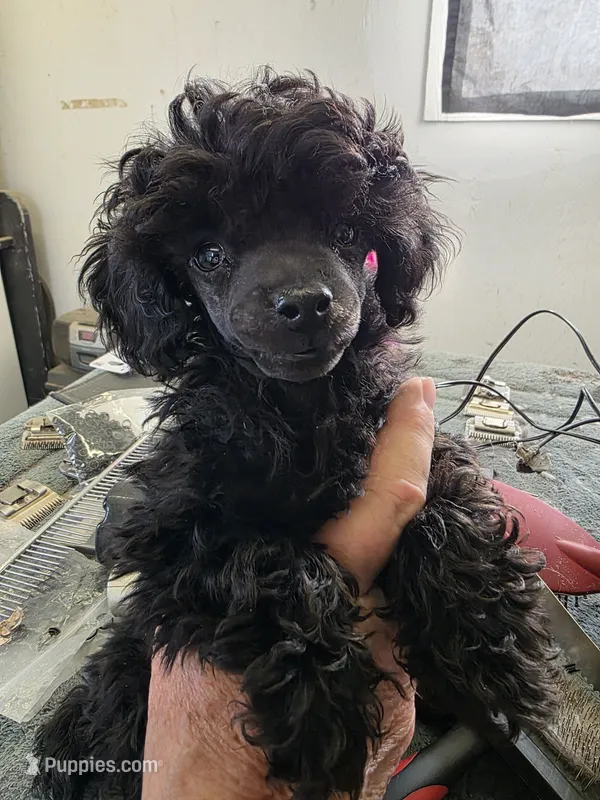 Atom – Poodle - Toy  puppy for sale in Stratton, CO