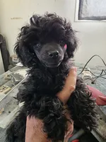 Atom, a male Poodle - Toy  for sale in Stratton, CO – 1 of 2