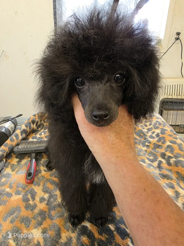 Randee – Poodle - Toy  puppy for sale in Stratton, CO