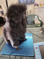 Pixie, a female Poodle - Toy  for sale in Stratton, CO – 1 of 3
