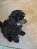 Randee, a female Poodle - Toy  for sale in Stratton, CO – Photo 5 of 5