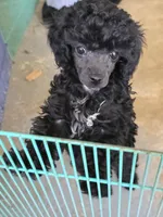 Randee, a female Poodle - Toy  for sale in Stratton, CO – Photo 3 of 5