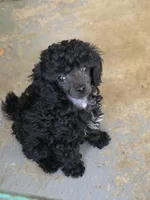 Randee, a female Poodle - Toy  for sale in Stratton, CO – Photo 2 of 5