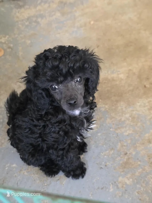 Randee, a female Poodle - Toy  for sale in Stratton, CO – Photo 1 of 5