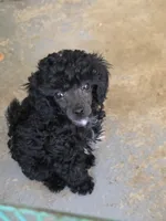 Randee, a female Poodle - Toy  for sale in Stratton, CO – Photo 1 of 5