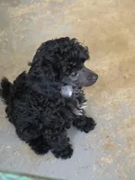 Randee, a female Poodle - Toy  for sale in Stratton, CO – Photo 4 of 5