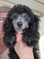 Bentley , a male Poodle - Toy  for sale in Stratton, CO – Photo 2 of 3