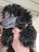 Bentley , a male Poodle - Toy  for sale in Stratton, CO – Photo 1 of 3