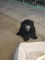Bentley , a male Poodle - Toy  for sale in Stratton, CO – Photo 3 of 3