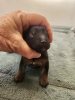 Bailee, a female Yorkshire Terrier and Poodle - Toy  for sale in Stratton, CO – Photo 3 of 3