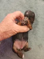 Bailee, a female Yorkshire Terrier and Poodle - Toy  for sale in Stratton, CO – Photo 2 of 3