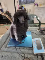 Pixie, a female Poodle - Toy  for sale in Stratton, CO – 3 of 3
