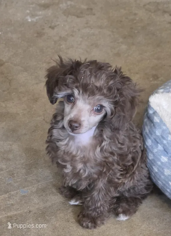 Rusty – Poodle - Toy  puppy for sale in Stratton, CO