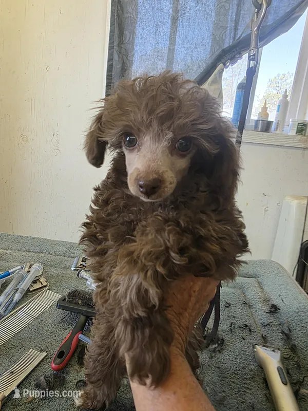 Rusty – Poodle - Toy  puppy for sale in Stratton, CO