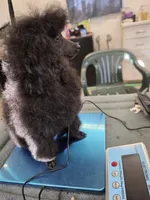 Pixie, a female Poodle - Toy  for sale in Stratton, CO – 2 of 3