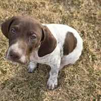 Ernie, a male German Shorthaired Pointer for sale in Stratton, CO – Photo 2 of 3