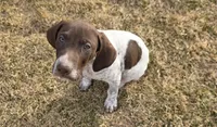 Ernie, a male German Shorthaired Pointer for sale in Stratton, CO – Photo 2 of 3