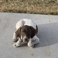 Ernie, a male German Shorthaired Pointer for sale in Stratton, CO – Photo 3 of 3
