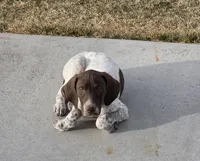 Ernie, a male German Shorthaired Pointer for sale in Stratton, CO – Photo 3 of 3