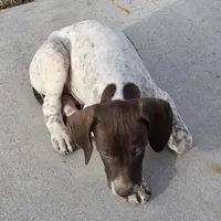 Ernie, a male German Shorthaired Pointer for sale in Stratton, CO – Photo 1 of 3
