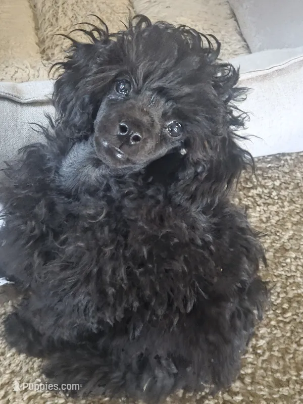 Atom – Poodle - Toy  puppy for sale in Stratton, CO