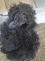 Atom, a male Poodle - Toy  for sale in Stratton, CO – 1 of 1