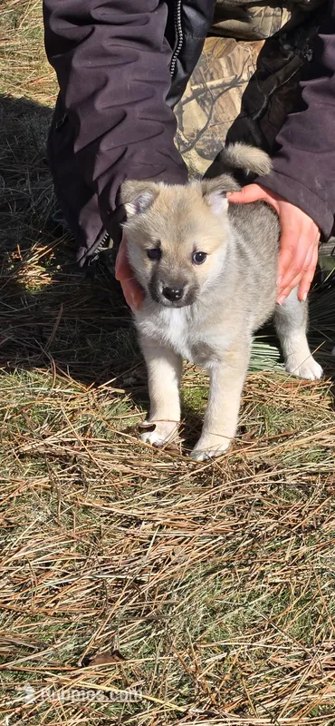 Atlas - Red Collar Male