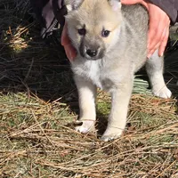 Atlas - Red Collar Male, a male Norwegian Buhund for sale in Milford, MI – Photo 1 of 2