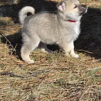 Atlas - Red Collar Male, a male Norwegian Buhund for sale in Milford, MI – Photo 2 of 2