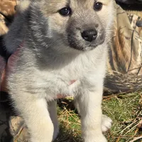Eve - Teal Collar Girl, a female Norwegian Buhund for sale in Milford, MI – Photo 2 of 2