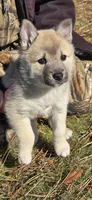 Eve - Teal Collar Girl, a female Norwegian Buhund for sale in Milford, MI – Photo 2 of 2