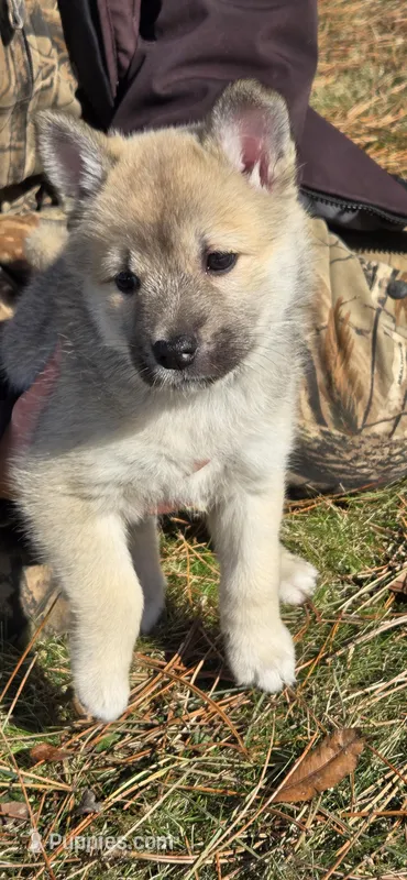 Eve - Teal Collar Girl